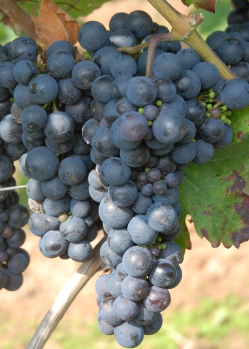 Primitivo ANT 0714b
